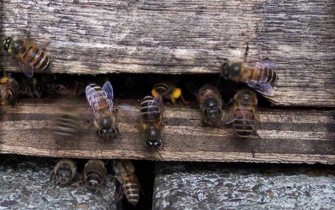 為什么蜂箱要用牛糞糊(牛糞涂蜂箱有什么作用) 為什么蜂箱要用牛糞糊(牛糞涂蜂箱有什么作用)