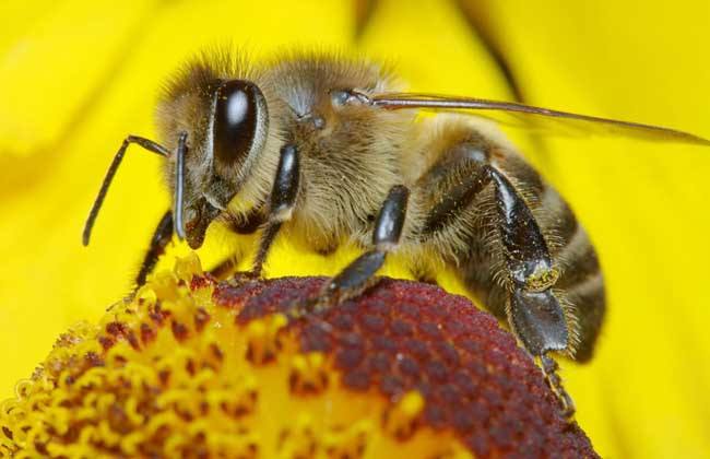 蜜蜂蜇人預(yù)示什么？有什么寓意？(民間被蜜蜂蜇了說法)