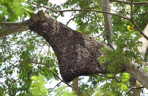 100只蜜蜂一蜂王如何繁殖 100只蜜蜂一蜂王如何繁殖