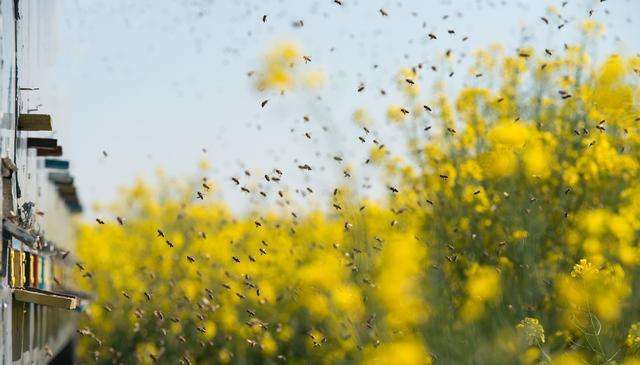 100只蜜蜂一蜂王如何繁殖 100只蜜蜂一蜂王如何繁殖