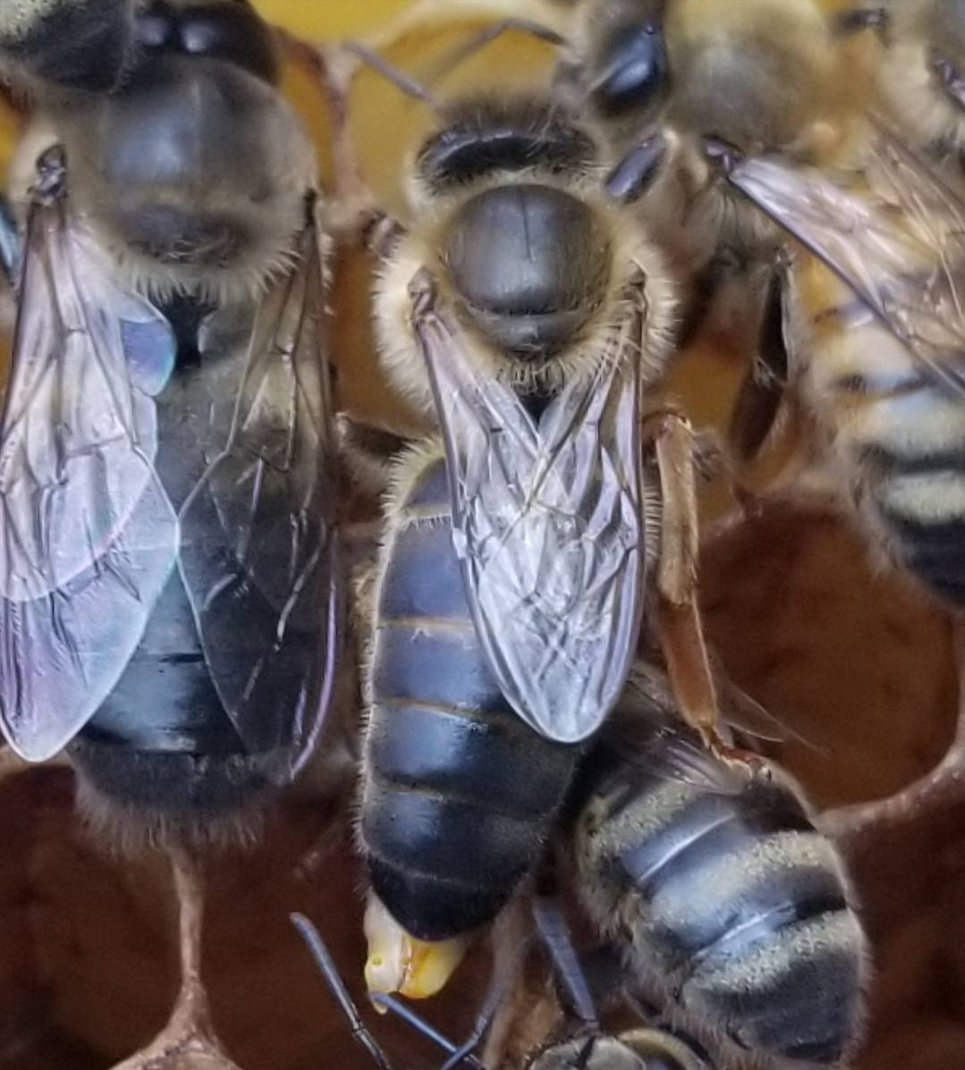 新王交尾是什么意思(判斷蜂王交尾成功的方法) 新王交尾是什么意思(判斷蜂王交尾成功的方法)