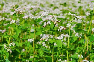 蜜源植物的種類及花期大全(十九種主要蜜源植物分布及花期) 蜜源植物的種類及花期大全(十九種主要蜜源植物分布及花期)