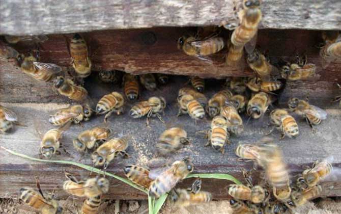 云貴高原蜂王的優點 云貴高原蜂王的優點