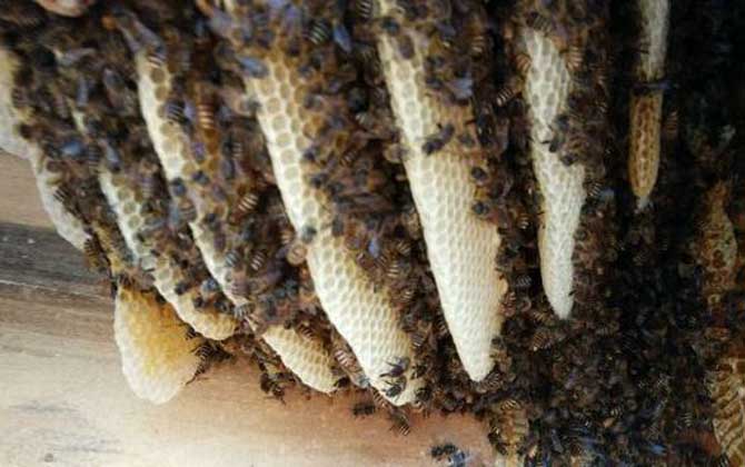 蜂巢是怎么形成的(蜂巢的形成過程) 蜂巢是怎么形成的(蜂巢的形成過程)