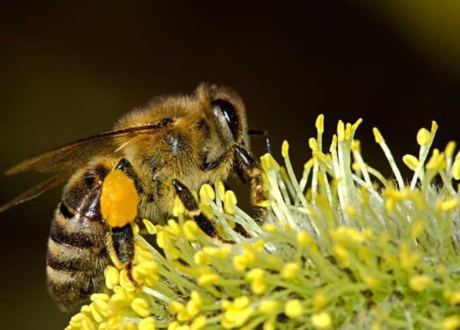 夢見在蜜蜂群中捉到蜂王是怎么回事(為什么會夢到抓蜂王) 夢見在蜜蜂群中捉到蜂王是怎么回事(為什么會夢到抓蜂王)