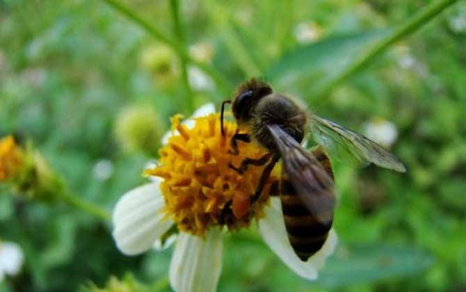 養(yǎng)蜂怎樣防治蟾蜍？