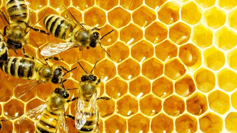 蜜蜂孢子蟲病如何防治？