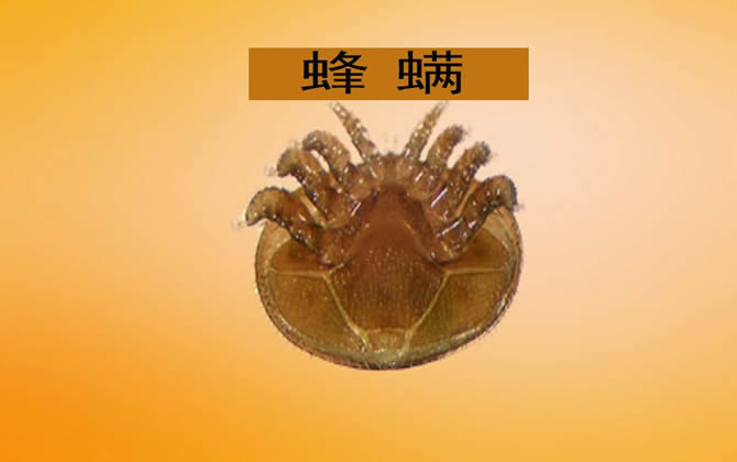 蜂螨 蜂螨