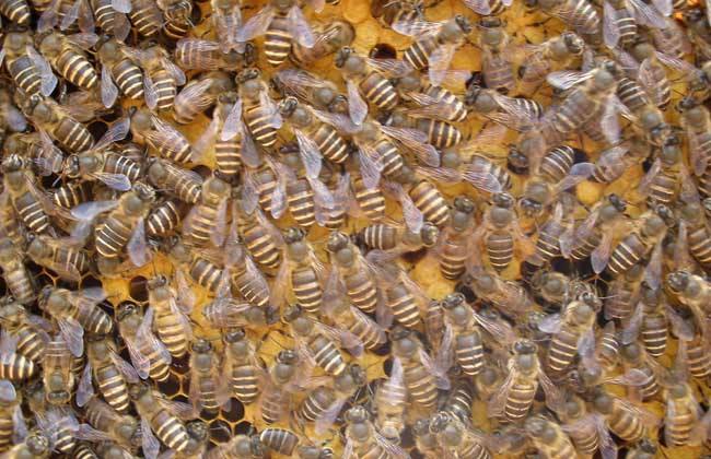 蜜蜂黑蜂病如何防治？