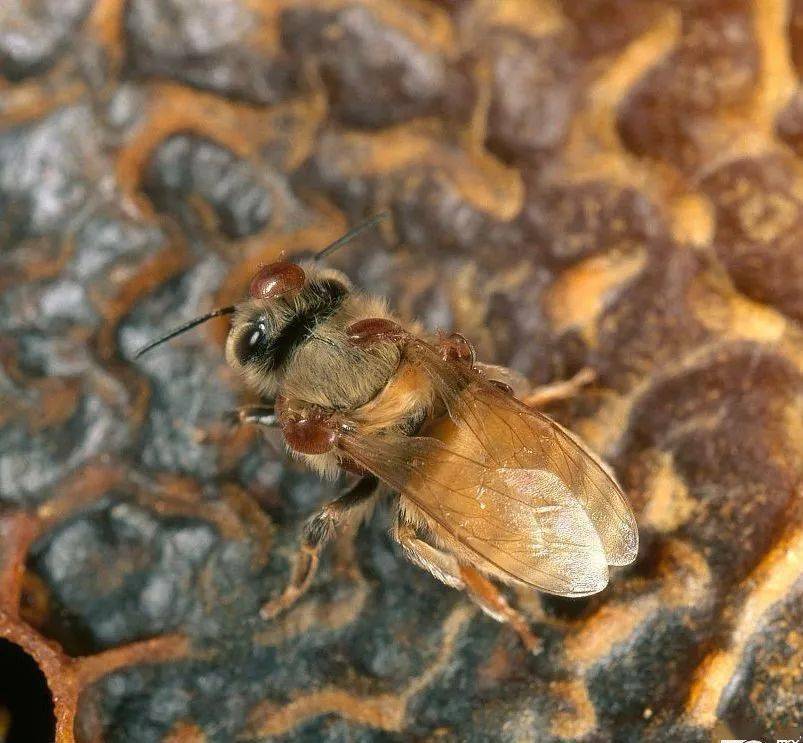 蜂螨防治方法有哪些(蜜蜂蜂螨怎么根治) 蜂螨防治方法有哪些(蜜蜂蜂螨怎么根治)