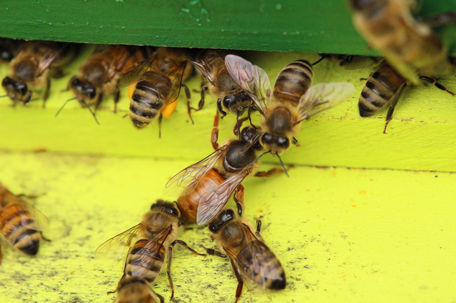 蜂王交尾時間選擇幾點(蜂王一生交多少次尾) 蜂王交尾時間選擇幾點(蜂王一生交多少次尾)