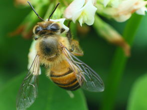 馬蜂養(yǎng)殖技術(shù)之育馬蜂王技術(shù)(馬蜂王怎么培育) 馬蜂養(yǎng)殖技術(shù)之育馬蜂王技術(shù)(馬蜂王怎么培育)