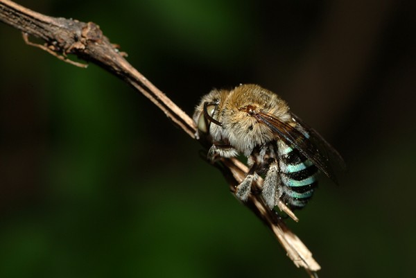 馬蜂養(yǎng)殖技術(shù)之育馬蜂王技術(shù)(馬蜂王怎么培育) 馬蜂養(yǎng)殖技術(shù)之育馬蜂王技術(shù)(馬蜂王怎么培育)