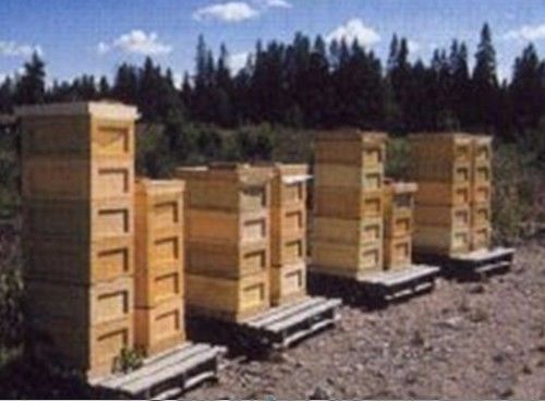 養(yǎng)蜂王的地址怎么選擇（蜜蜂人工育王的時(shí)間）