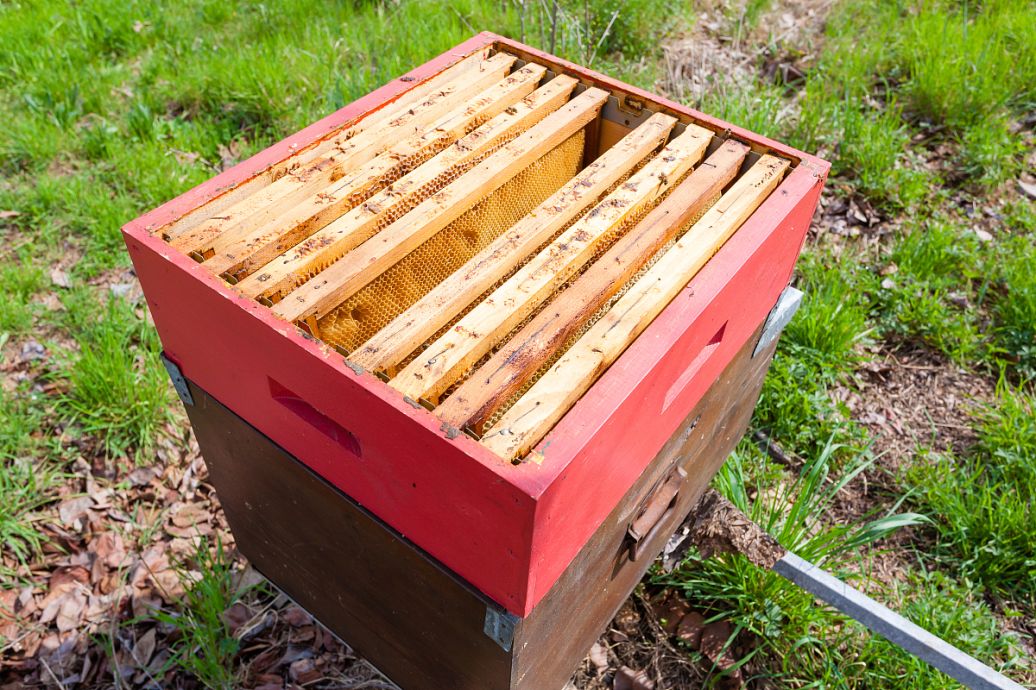 養(yǎng)蜂王的地址怎么選擇（蜜蜂人工育王的時(shí)間）