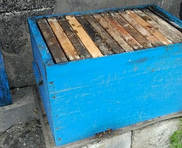 怎樣制做標準的蜜蜂箱(蜜蜂蜂箱制作尺寸圖解) 怎樣制做標準的蜜蜂箱(蜜蜂蜂箱制作尺寸圖解)