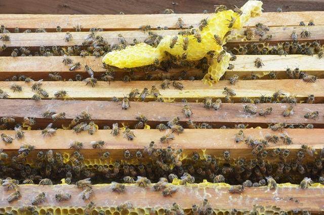 想學養蜂技術去哪里學（學養蜂技術培訓在哪里）