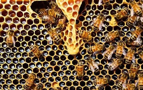 急造王臺(tái)留幾個(gè)最好(急造王臺(tái)選擇留什么王最好) 急造王臺(tái)留幾個(gè)最好(急造王臺(tái)選擇留什么王最好)