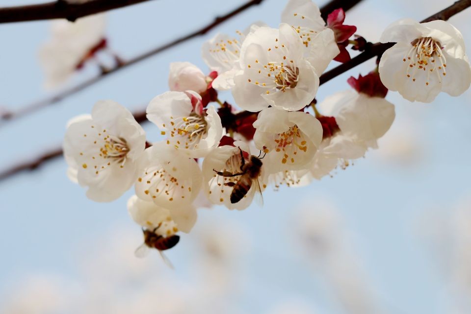 殺蜂螨的最好方法有哪些？