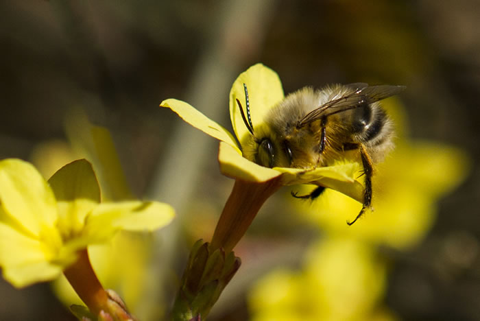 殺蜂螨的最好方法有哪些？