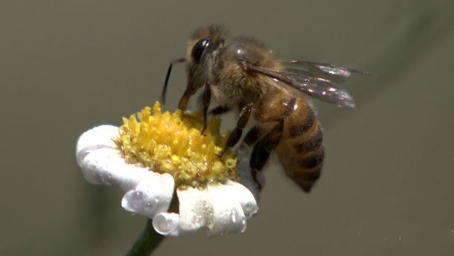 糖尿病人能吃蜂蜜嗎？
