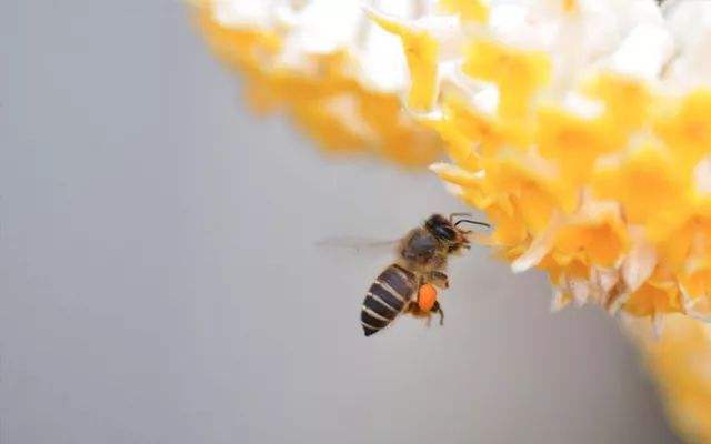 糖尿病人能吃蜂蜜嗎？