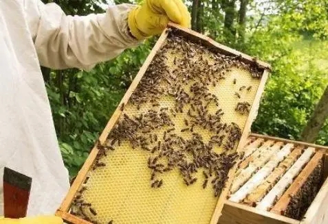 蜜蜂幼蟲(chóng)漿水少是什么原因 蜜蜂幼蟲(chóng)漿水少是什么原因