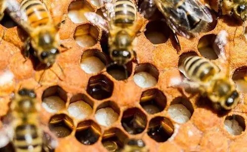 蜜蜂幼蟲(chóng)漿水少是什么原因 蜜蜂幼蟲(chóng)漿水少是什么原因