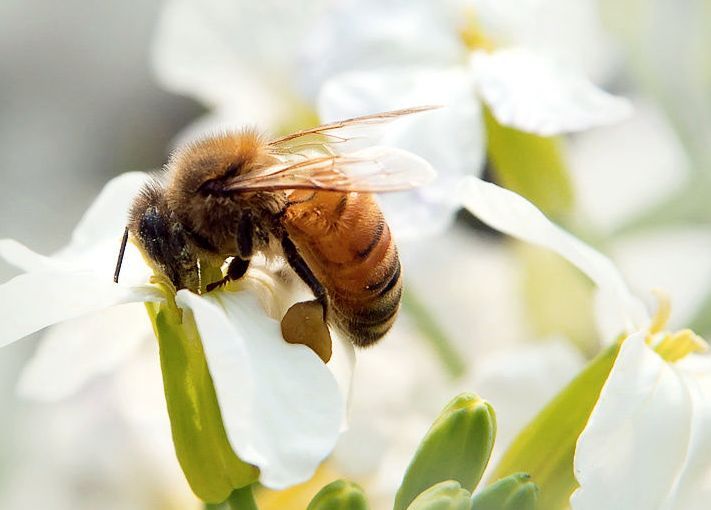 蜂螨的特點(diǎn)有哪些(大蜂螨的特點(diǎn)與防治方法) 蜂螨的特點(diǎn)有哪些(大蜂螨的特點(diǎn)與防治方法)