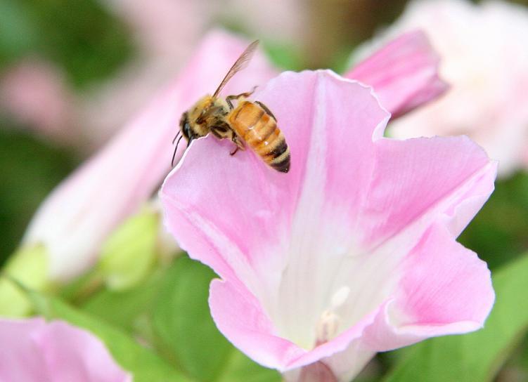 蜂螨的特點(diǎn)有哪些(大蜂螨的特點(diǎn)與防治方法) 蜂螨的特點(diǎn)有哪些(大蜂螨的特點(diǎn)與防治方法)