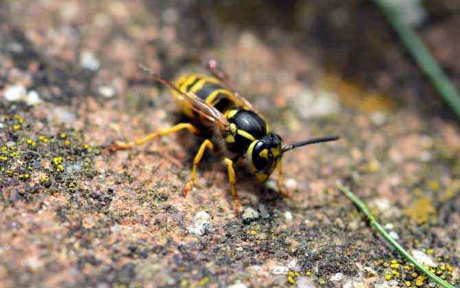 蜜蜂和馬蜂在家打窩是壞事嗎（蜜蜂和馬蜂來(lái)家里是福還是禍？）