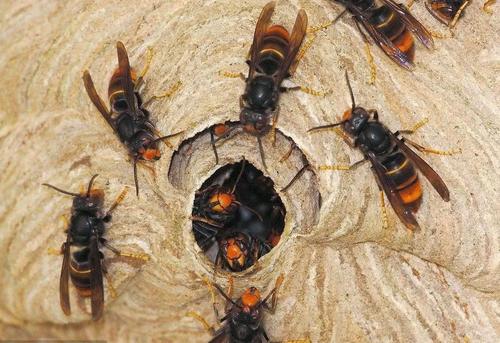 蜜蜂和馬蜂在家打窩是壞事嗎（蜜蜂和馬蜂來(lái)家里是福還是禍？）