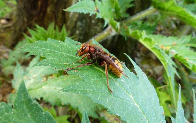 農村常見蜂類大全(農村蜂類介紹) 農村常見蜂類大全(農村蜂類介紹)