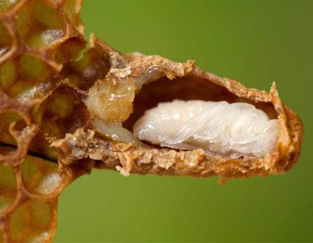 怎樣人工培育優質蜂王？