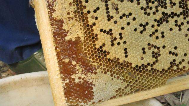 如何將蜂蜜和蜂蠟分離 如何將蜂蜜和蜂蠟分離