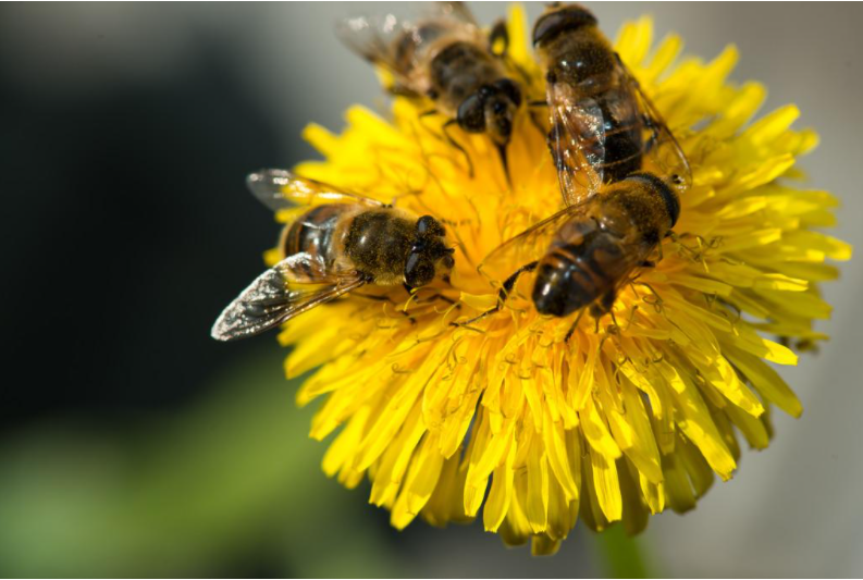 工蜂產卵怎么辦（附帶5種解決辦法）