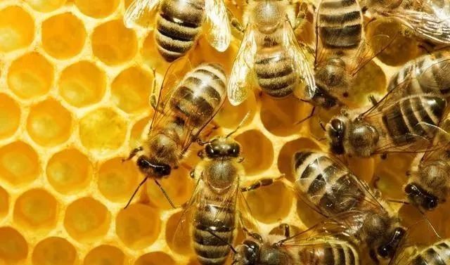 工蜂產(chǎn)卵急造王出臺有用嗎（工蜂產(chǎn)卵了怎樣介王）