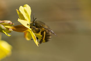 蜜蜂利他行為怎么進(jìn)化出來的(蜜蜂利他行為探究和重要性) 蜜蜂利他行為怎么進(jìn)化出來的(蜜蜂利他行為探究和重要性)