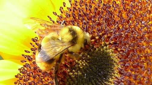 蜜蜂利他行為怎么進(jìn)化出來的(蜜蜂利他行為探究和重要性) 蜜蜂利他行為怎么進(jìn)化出來的(蜜蜂利他行為探究和重要性)