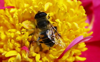 蜜蜂利他行為怎么進(jìn)化出來的(蜜蜂利他行為探究和重要性) 蜜蜂利他行為怎么進(jìn)化出來的(蜜蜂利他行為探究和重要性)