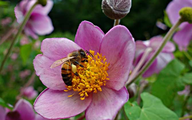 蜜蜂工蜂能飛多遠(yuǎn) 蜜蜂工蜂能飛多遠(yuǎn)