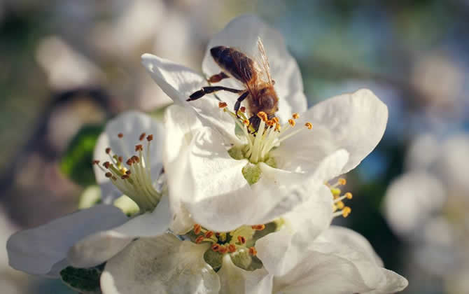 養(yǎng)蜜蜂如何培育蜂王? 蜂王培育