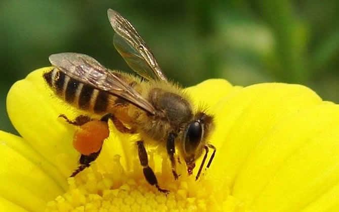 養(yǎng)蜜蜂如何培育蜂王? 蜂王培育