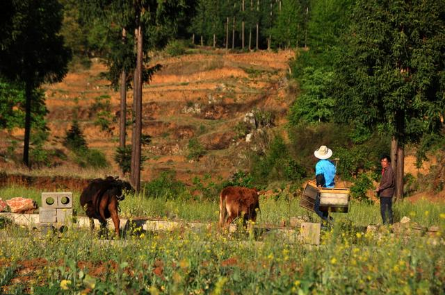 無公害養(yǎng)蜂技術(shù)（附帶十條技術(shù)要求）