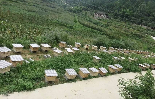 無公害養(yǎng)蜂技術(shù)（附帶十條技術(shù)要求）