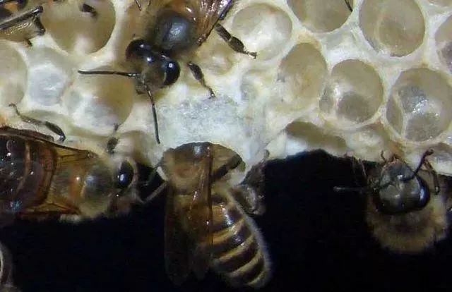 蜂王和工蜂是怎么產(chǎn)生的(蜂王與工蜂是什么關(guān)系) 蜂王和工蜂是怎么產(chǎn)生的(蜂王與工蜂是什么關(guān)系)