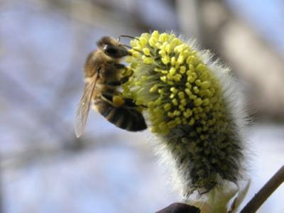 東北黑蜂 東北黑蜂