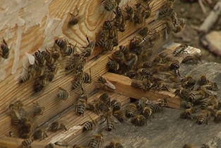 東北黑蜂繁殖技術（東北黑蜂純種蜂王價格）