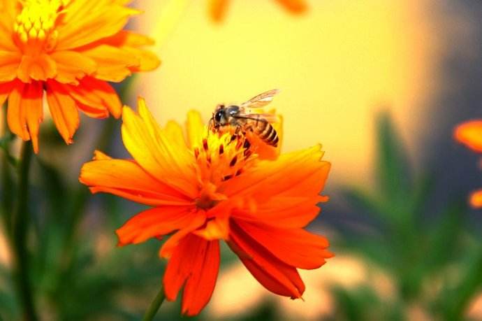 意大利蜂最怕什么？