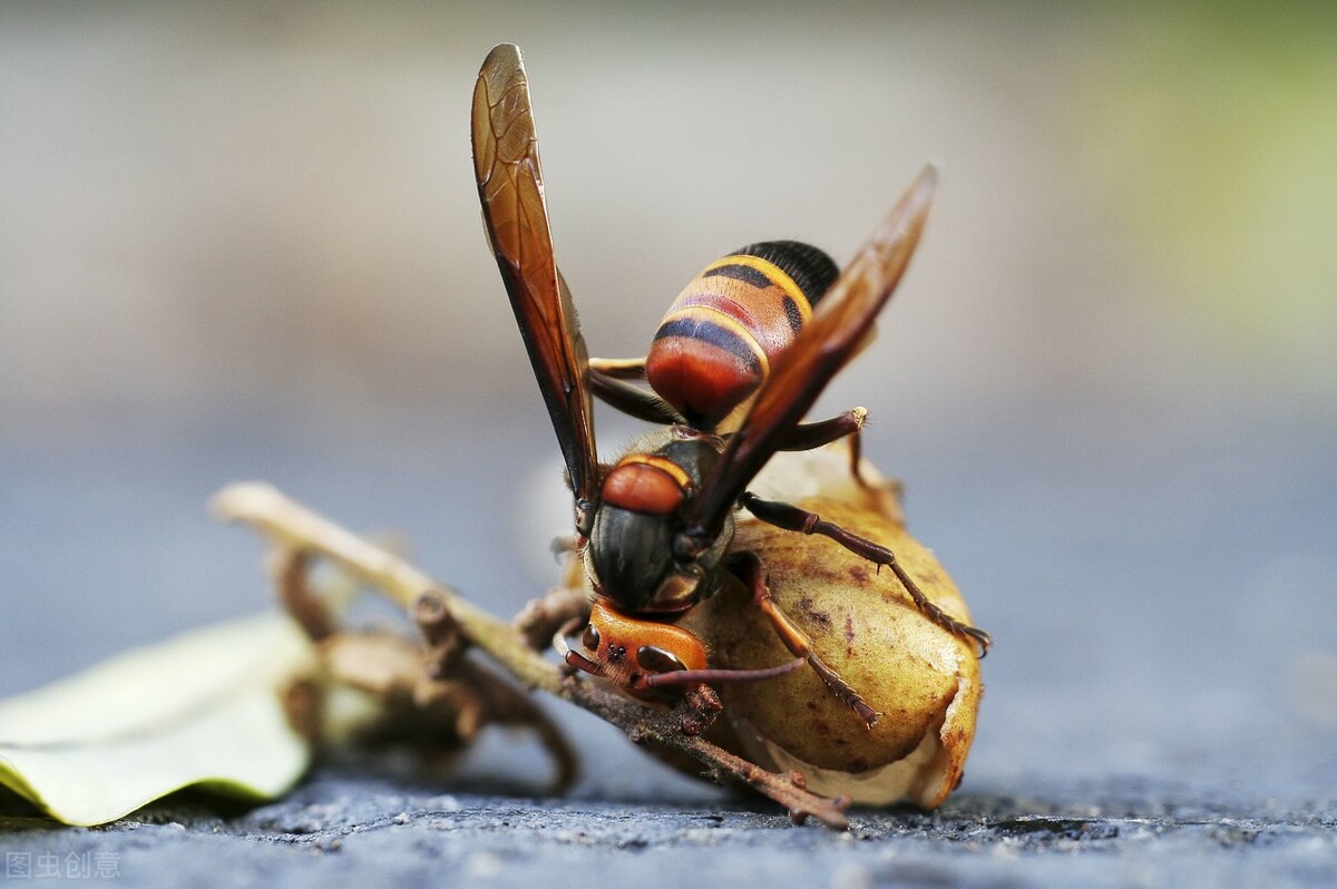 五大毒蜂有哪些(世界五大毒蜂排名) 五大毒蜂有哪些(世界五大毒蜂排名)